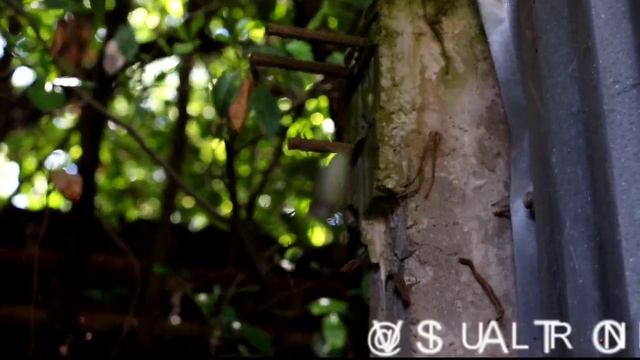 ?️?️ Nephila clavipes ?️ смотреть онлайн