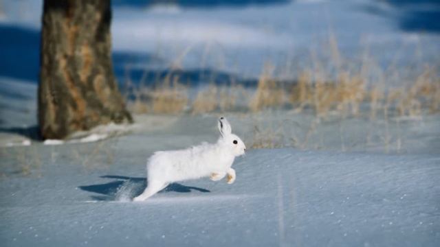 В ГОСТЯХ У СКАЗКИ НА РОЖДЕСТВО 2 смотреть онлайн