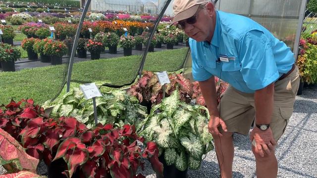 Flower Trials 2021: Sun vs. Shade смотреть онлайн