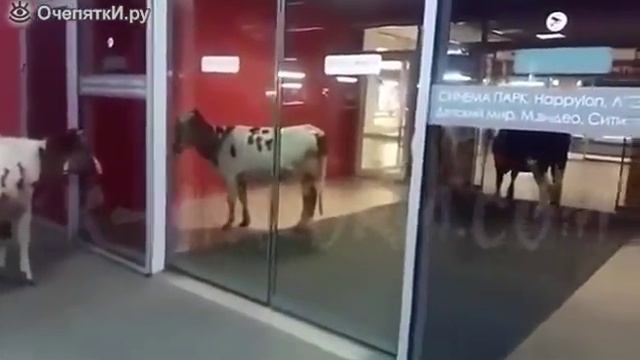 Коровы в торговом центре смотреть онлайн