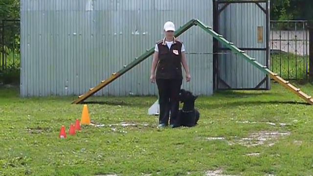 ризеншнауцер Терравиртус Импульс (Байсен) - ОКД соревн. 19.07.15 г.Рыбинск