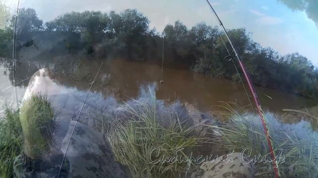 Рыбалка на Карася на реке Каргат.Рыбалка на Спиннинги смотреть онлайн