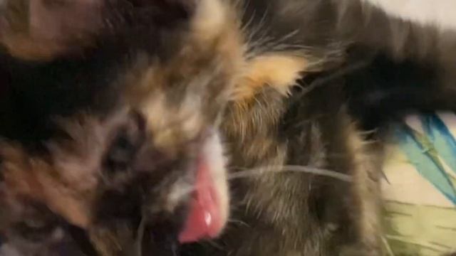 Трёхшерстный котёнок в добрые руки смотреть онлайн