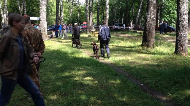 Выставка охотничьих собак Брянск 2016 смотреть онлайн