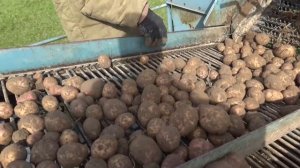 Уборка урожая картофеля,сорт синеглазка,часть вторая.
