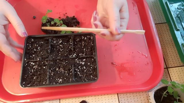 Сальвия. Выращивание из семян. Пикировка сальвии из грунта.