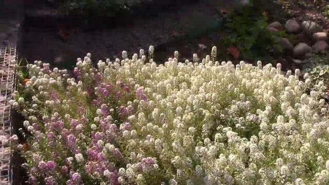 Клумба перед домом. смотреть онлайн