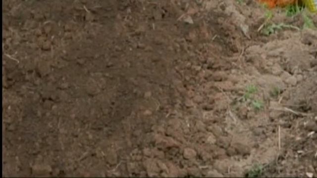 Как эффективно вырастить лук из севка смотреть онлайн