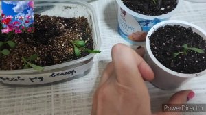 Гацания: пикировка, подкормка