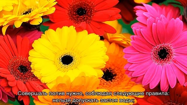Гербера садовая — как вырастить в саду смотреть онлайн