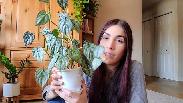 Philodendron Brandtianum || OVERRATED OR WORTH THE HYPE?! + Care Tips 🌱