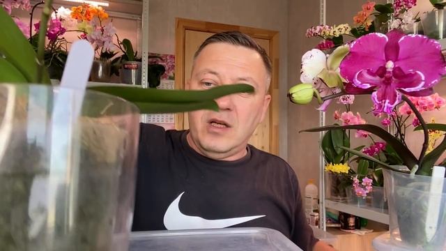ОРОШАЮ КОРНИ ОРХИДЕЙ ТАКИМ СПОСОБОМ и трачу меньше сил и время по уходу за орхидеями смотреть онлайн