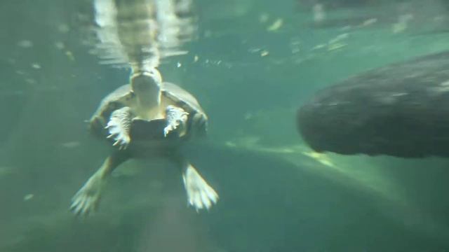 Террариум зоопарка в городе Оломоуц (Чехия) смотреть онлайн