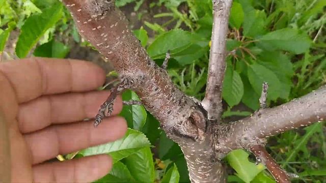 Ранняя Черешня Ласточка, и другие смотреть онлайн