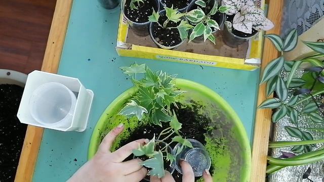 НОВИНКИ! Новые цветочки в мою коллекцию) смотреть онлайн