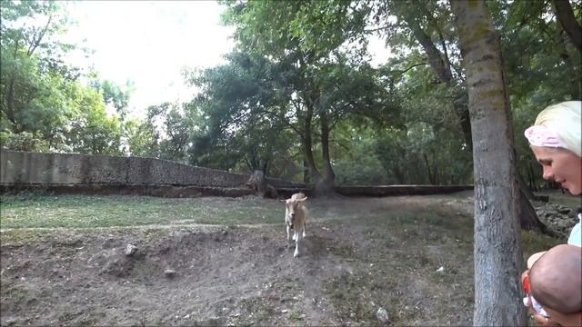 БОЛГАРИЯ, о которой НИКТО НЕ ЗНАЕТ: ДЕВНЕНСКИЕ ИСТОЧНИКИ и КАМЕННЫЙ ЛЕС | BULGARIA