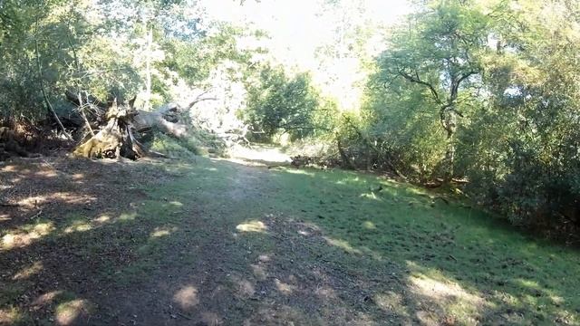 NEW FOREST WALK: RUFUS STONE (NEW FOREST NATIONAL PARK) смотреть онлайн