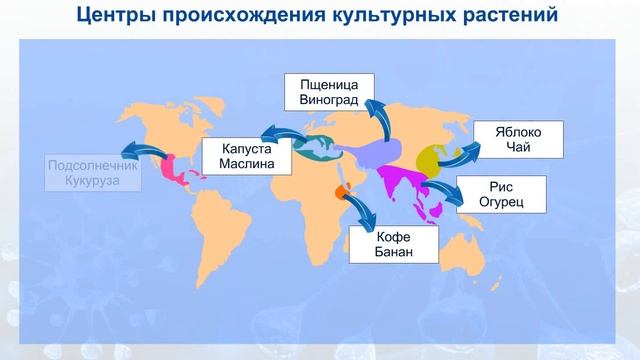 Центры происхождения культурных растений по Н И Вавилову смотреть онлайн