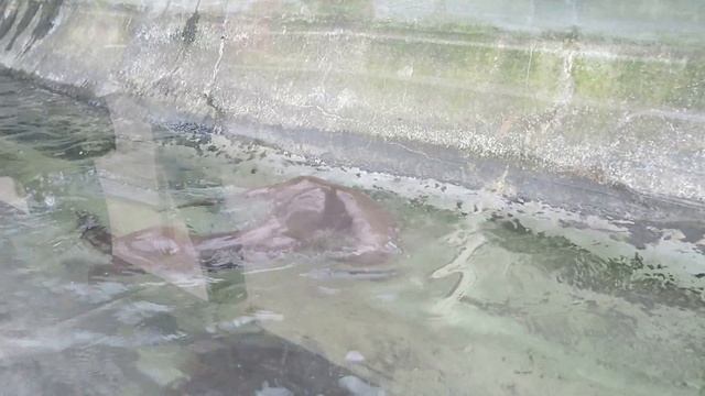 Речные выдры Льдина и Гаврюша смотреть онлайн