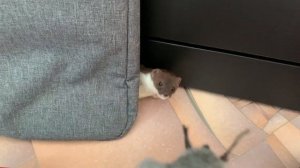 Домашняя ласка — утренние развлечения (home weasel, mustela nivalis)