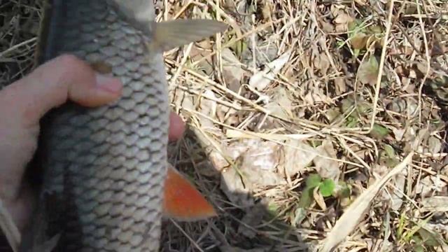 14.03.2019 Голавль на куриную печень. смотреть онлайн