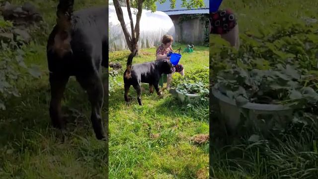 Хозяйственный ч2.Все из дома смотреть онлайн