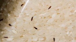 Жуки в крупах: это надо знать