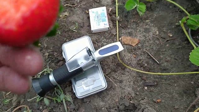 Проверяем вкусовые качества клубники Вивара на рефрактометре смотреть онлайн