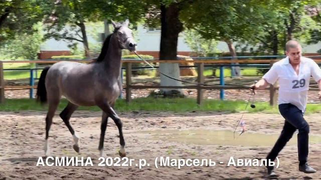 27.05.2023г X Восходящая Звёздочка Терского, класс кобылок 2022г ЦЕНЫ +79883400208 Telegram WhatsAp