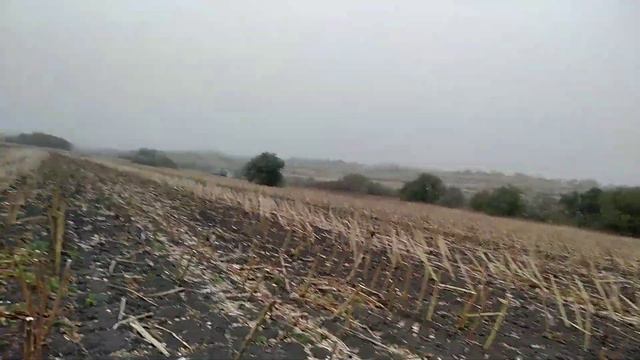 Уборка подсолнуха. смотреть онлайн