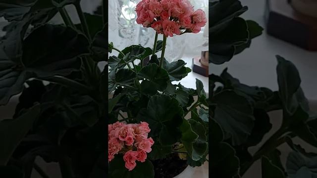 пеларгония Ирида Мамины Розы 🌹 #домашниецветы #пеларгония #flower смотреть онлайн