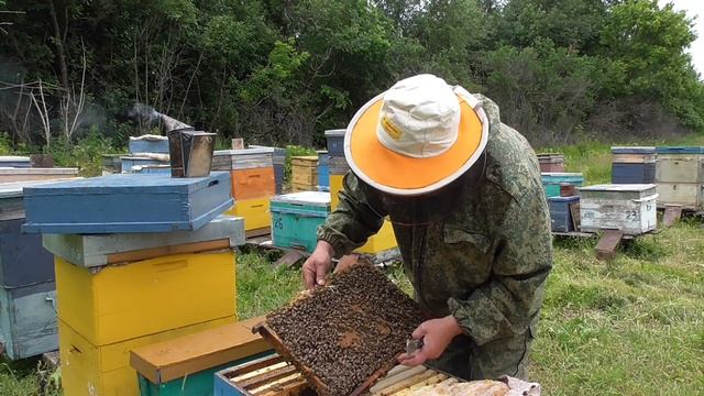 проверяем присутствие неплодной матки в пчелосемье. смотреть онлайн
