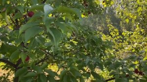 Почему не плодоносит слива??? Одна из причин - муравьи.