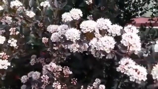 ...Пузыреплодник калинолистный "Ред Барон"/Physocarpus opulifolius/ во Временах Года... смотреть онлайн