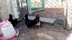 Первое яйцо молодки Синь синь дянь!!! Куры несущие пасхальные яйца!!!