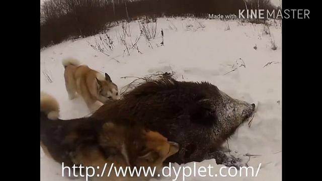 охота на кабана /гігантський кабан смотреть онлайн