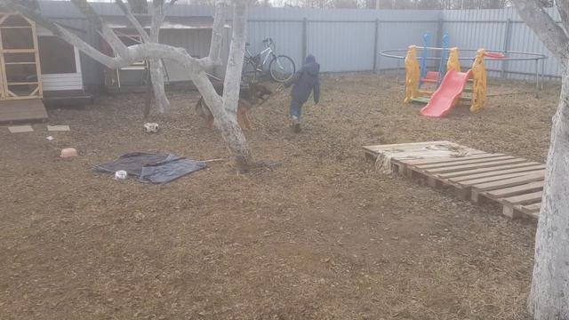 игры со щенком немецкой овчарки смотреть онлайн