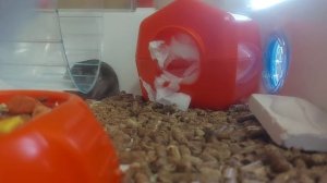 Какого хомячка выбрать, Джунгарика  или Сирийца?!