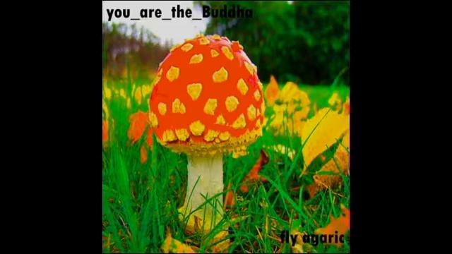 you_are_the_Buddha - fly agaric смотреть онлайн
