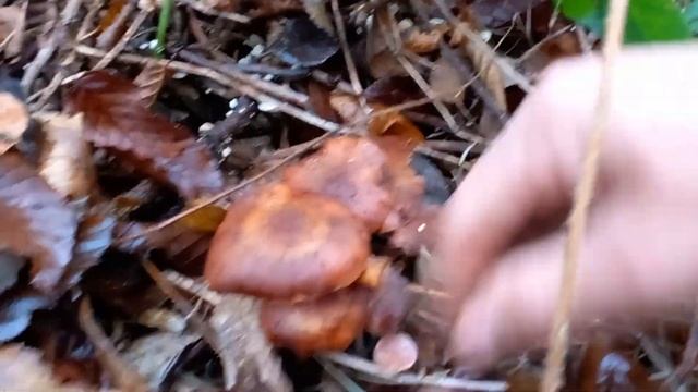 ПОШЛИ В ЛЕС на ГРИБЫ , а получилось НА ОПЯТА. смотреть онлайн