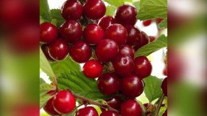 ЛУЧШИЕ СОРТА ВОЙЛОЧНОЙ ВИШНИ. ТОП СЕЗОНА 2020