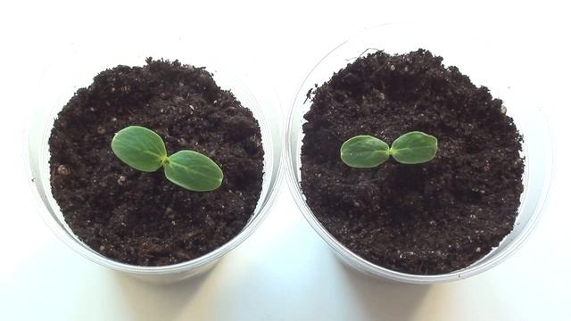 Как Подготовить Семена к Посеву на Рассаду. Как Провести Предпосевную Подготовку Семян. смотреть онлайн