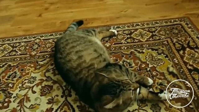 5 породий на песню тает лёд,крутых породий смотреть онлайн