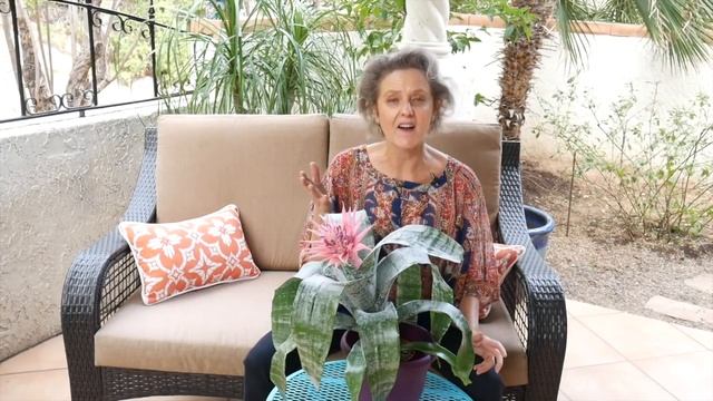 Aechmea Plant Care Tips: The Bromeliad W/ The Pink Flower That's Easy & Tough / Joy Us Garden смотреть онлайн