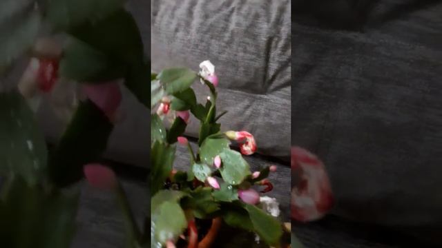 шлюмбергера с семенами смотреть онлайн