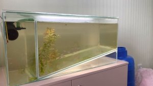 Разведение рыб. Удался ли нерест ? Как поднять малька красного неона.