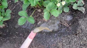 Как ухаживать за клубникой весной