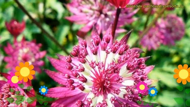 Астранция большая. Краткий обзор, описание характеристик, где купить крупномеры astrantia major смотреть онлайн