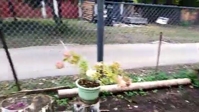 Только недавно сажали, а уже пора убирать смотреть онлайн