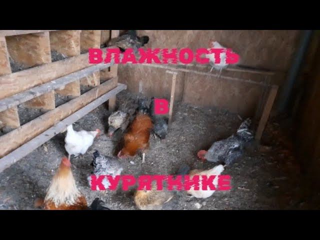 на улице дождь, влажность в курятнике повышается.... смотреть онлайн